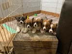 Pembroke Welsh Corgi’s