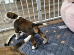 OLDE ENGLISH BULLDOGGE
