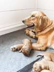 AKC Golden Retriever’s