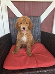 Mini Goldendoodle