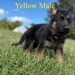 German Shepherd Imported