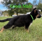 German Shepherd Imported