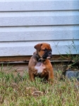 OLDE ENGLISH BULLDOGGE