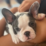 French Bulldog Puppies