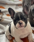 French Bulldog Puppies