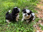 SHIH TZU PUPPIES