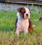 OLDE ENGLISH BULLDOGGE