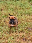 OLDE ENGLISH BULLDOGGE