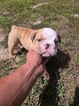 english bulldog