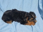 YORKSHIRE TERRIER