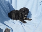 Goldendoodle