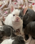 French Bulldog Puppies