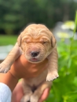 AKC Golden Retriever’s