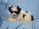 Havachaon - Havanese ACA