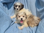 HAVANESE BICHON