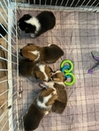 Pembroke Welsh Corgi’s