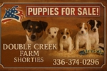 JackRussell Shorties