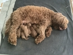 Golden Doodle puppies F1bb