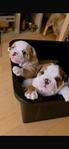 english bulldog