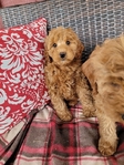 Mini Goldendoodle