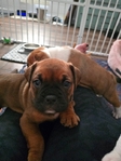 OLDE ENGLISH BULLDOGGE