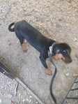 Rottweiler female