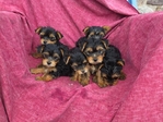 YORKSHIRE TERRIER