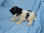 Havachaon - Havanese ACA