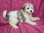 HAVANESE BICHON