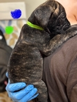 Cane Corso