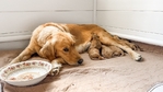 AKC Golden Retriever’s