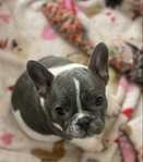 French Bulldog Puppies