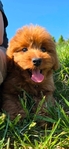 Mini Goldendoodle