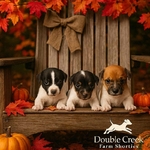 JackRussell Shorties