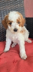 Mini Goldendoodle