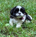SHIH TZU PUPPIES