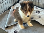 Shetland Sheepdog -Sheltie