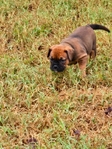OLDE ENGLISH BULLDOGGE