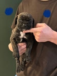 Cane Corso