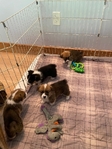Pembroke Welsh Corgi’s