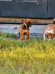 OLDE ENGLISH BULLDOGGE