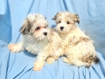 HAVANESE BICHON