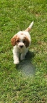 Mini Goldendoodle