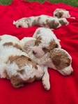 Mini Goldendoodle