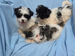 Havanese ACA - Havachaon