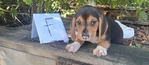 Beagle