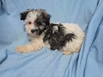 Havanese ACA - Havachaon
