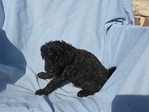 Goldendoodle