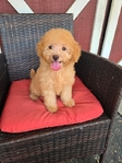 Mini Goldendoodle