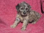Goldendoodle